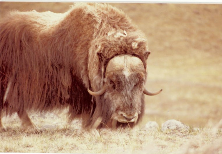 MuskoxenTwo