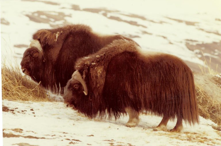 MuskoxenTwo1